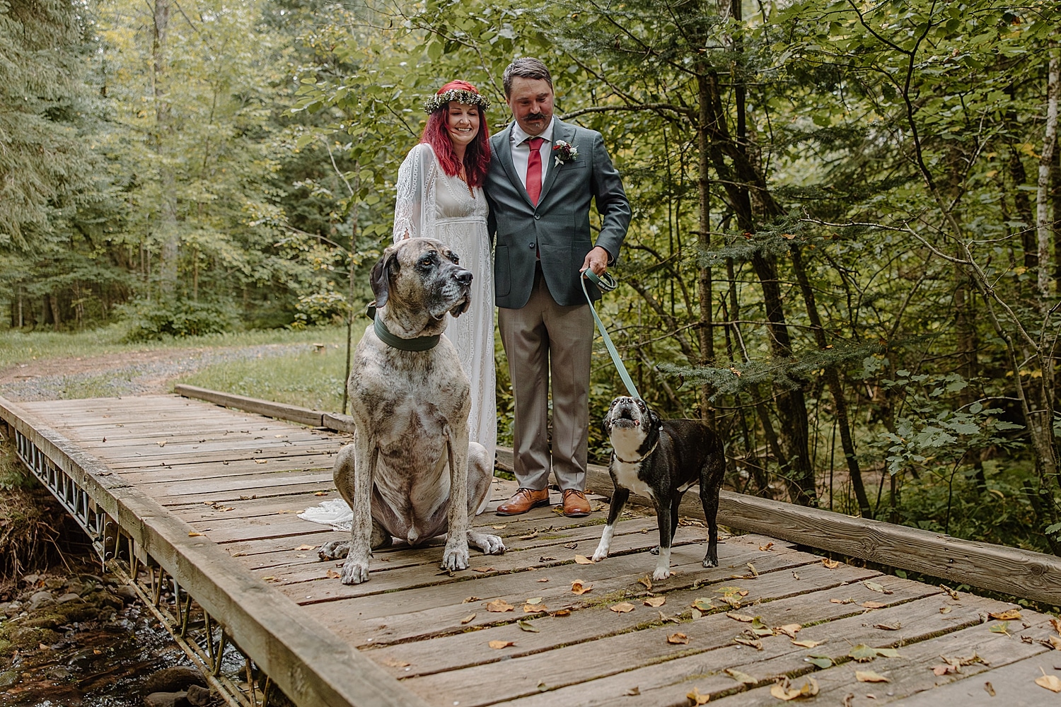 husband and wife walk their large dogs on wooden bridge by Minnesota wedding photographer