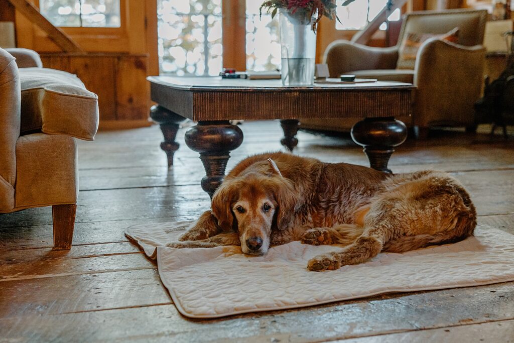 dog lies on living floor at cabin showing how to include pets in your elopement