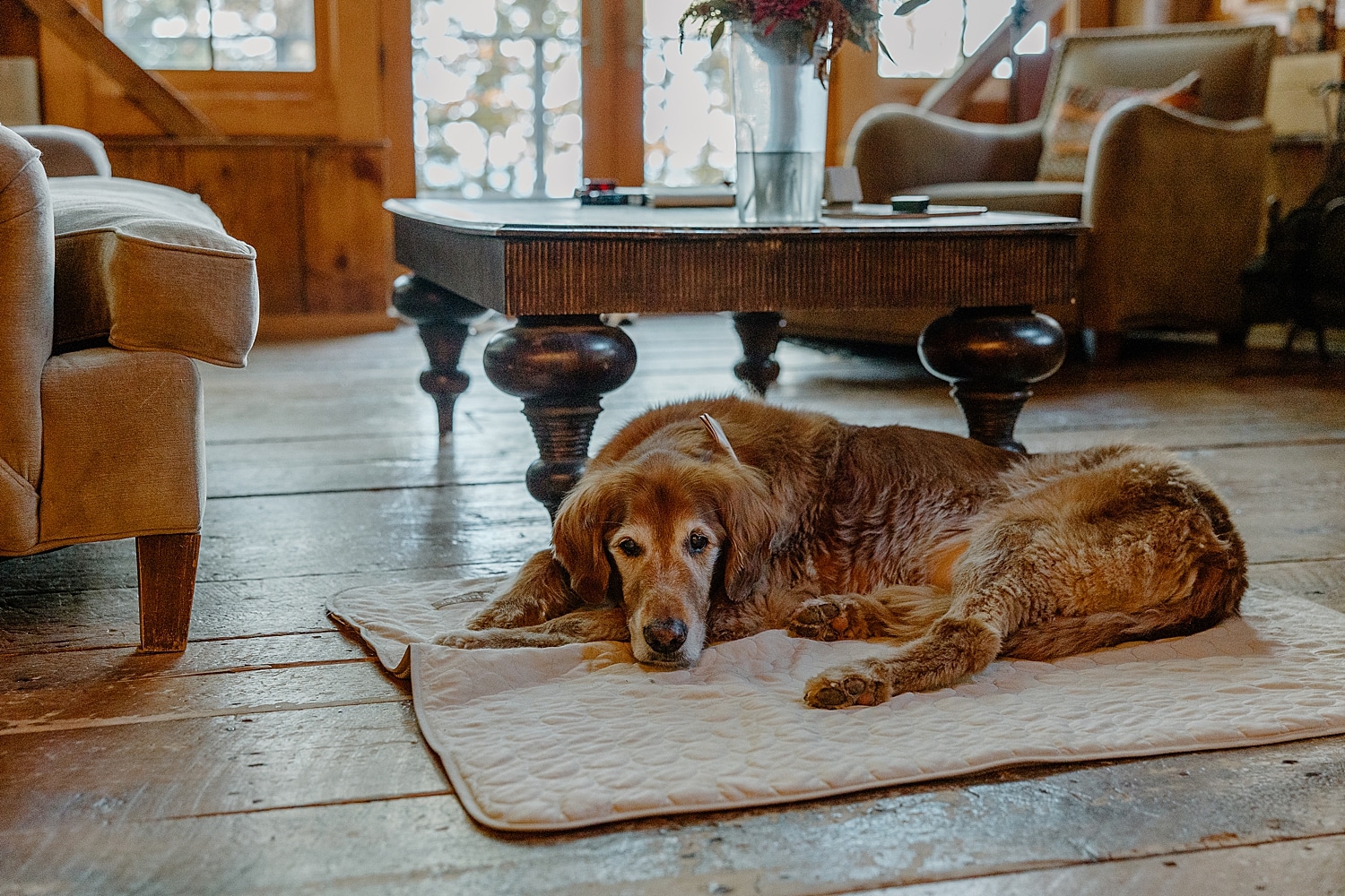 dog lies on living floor at cabin showing how to include pets in your elopement