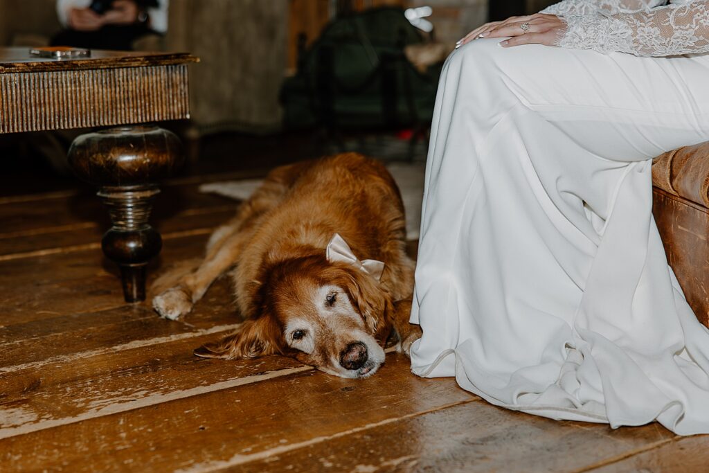 golden retriever lies on floor with bowtie showing how to include pets in your elopement