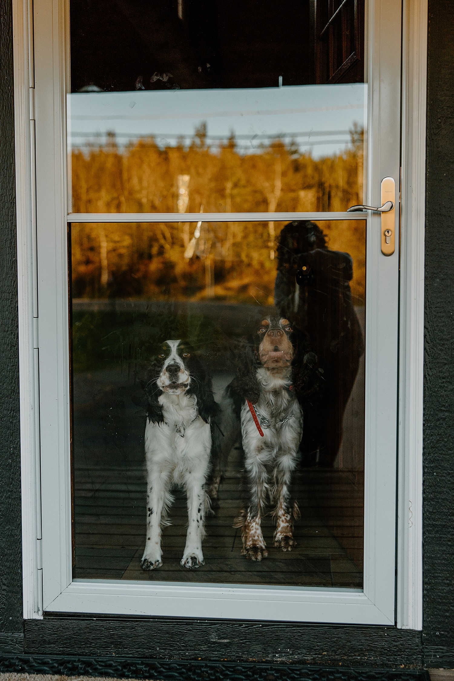 two big dogs stare through screen door showing how to include pets in your elopement