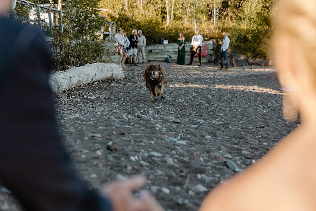 doggy runs wildly towards his owners after ceremony by Samantha Burke Photography