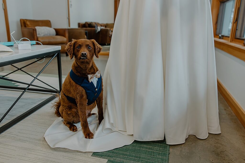 red dog in formal vest stands next to bride by Wisconsin wedding photographer