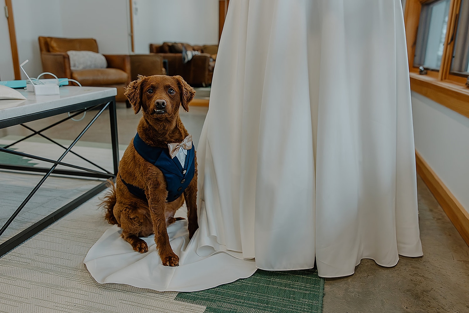 red dog in formal vest stands next to bride by Wisconsin wedding photographer